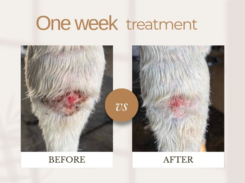 Before and after treatment of a wound on a horse's leg with visible healing progress.
