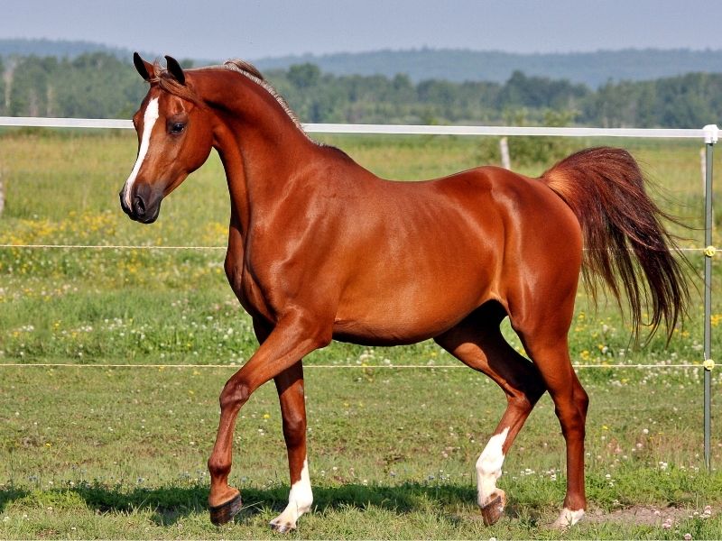 Brown horse walking in a grassy field with trees in the background