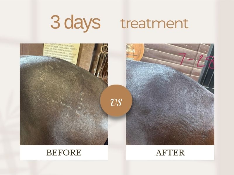 Before and after comparison of a horse's skin treatment over 3 days.