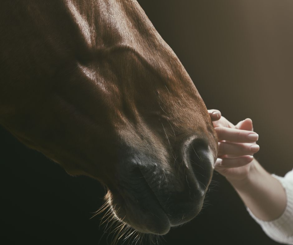 Close-up of a horse's face with a person's hand reaching out to touch it against a dark background